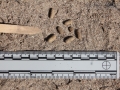 Hispid Cotton Rat Scat