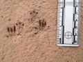 Hispid Cotton Rat Tracks