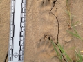 Hog-nosed Skunk Tracks