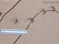 Hog-nosed Skunk Tracks