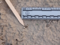 Lizard Scat