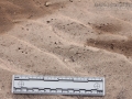 Pocket Gopher Tracks