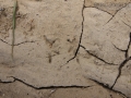 Frog Front Tracks