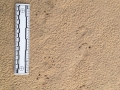 Turtle Tracks