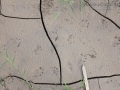 Turtle Tracks