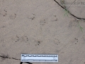 Turtle Tracks