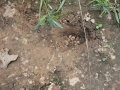 Armadillo Dig (1)