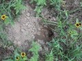 Armadillo Dig