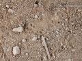 Armadillo Tracks (1)
