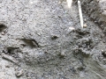 Armadillo Tracks