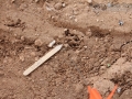 Cottontail Tracks