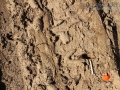 Deer Tracks