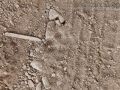 Dog Tracks (1)