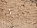 Dog Tracks