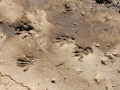 Fox Squirrel Tracks