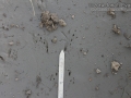 Frog Tracks (1)