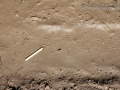 Frog Tracks