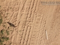 Hispid Cotton Rat Tracks