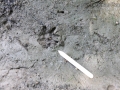 Opossum Tracks (1)