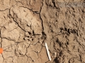 Opossum Tracks (2)
