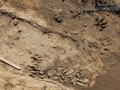 Raccoon Tracks