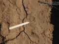 Striped Skunk Tracks