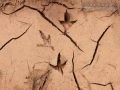 Vulture Tracks