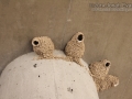 Cliff Swallow Nests