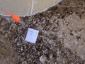 Cliff Swallow Scat