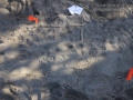 Cottontail Tracks