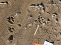 Coyote Tracks