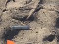 Crow Tracks