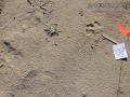 Dog Tracks