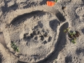 Dog Tracks