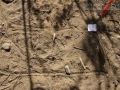 Gray Fox Tracks