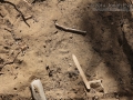 Gray Fox Tracks