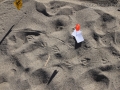 Gull Dragging Wing Tracks