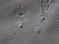 Harvest Mouse Tracks