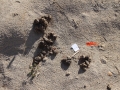 Horse Scat