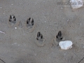 Jackrabbit Tracks