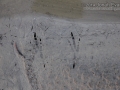 Jay Tracks