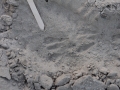 Kangaroo Rat Tracks
