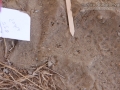 Kangaroo Rat Tracks