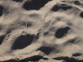 Opossum Tracks