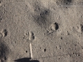 Opossum Tracks