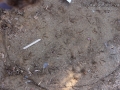 Quail Tracks