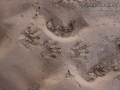 Raccoon Tracks