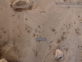 Raccoon Tracks