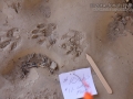 Raccoon Tracks