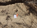 Raccoon Tracks